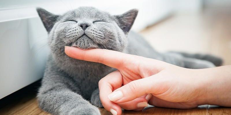 Mơ Thấy Mèo Đánh Con Gì Để Trúng Đậm Nhất 2025? Jun88 Giải Mã